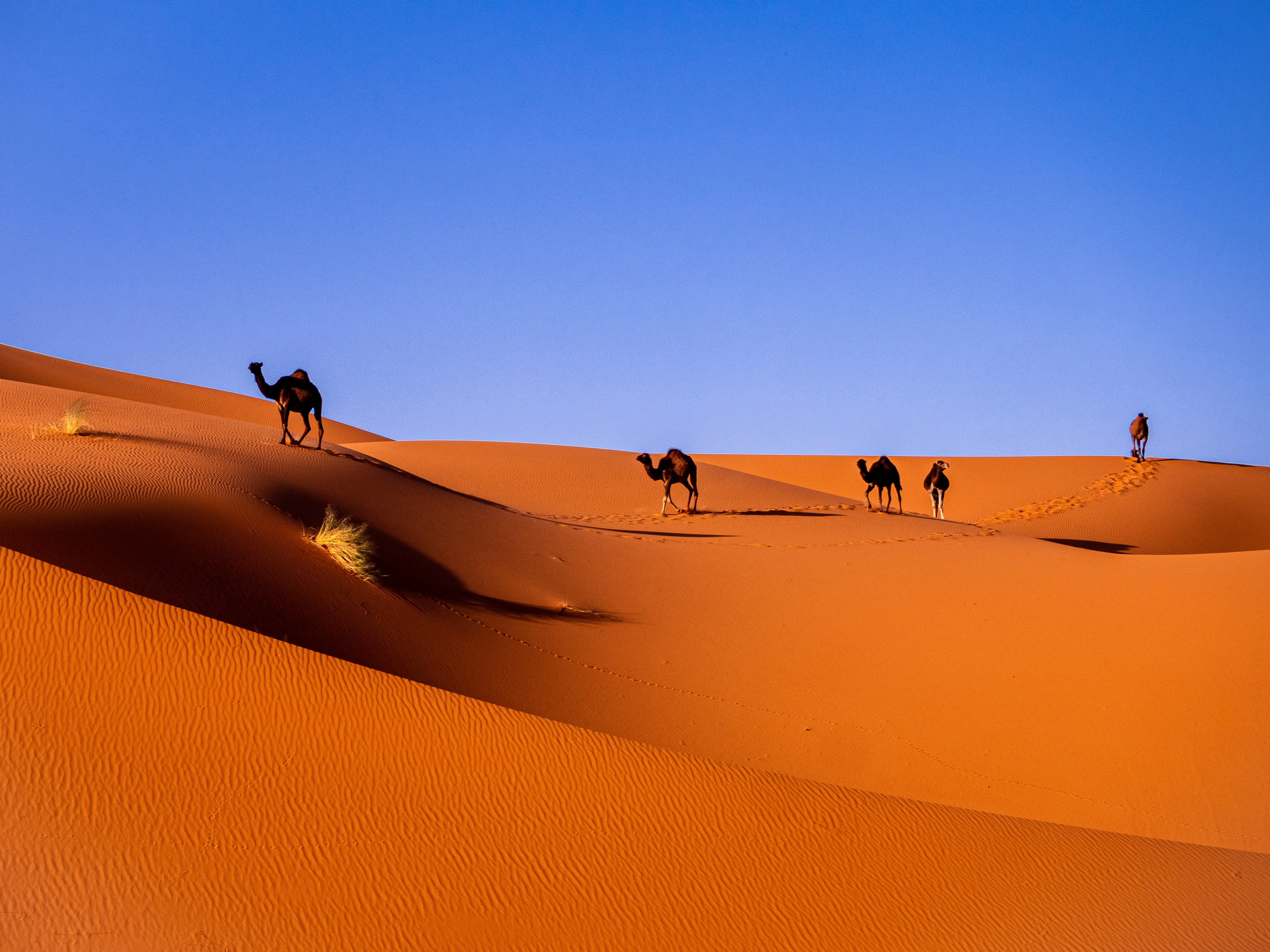 merzouga photo
